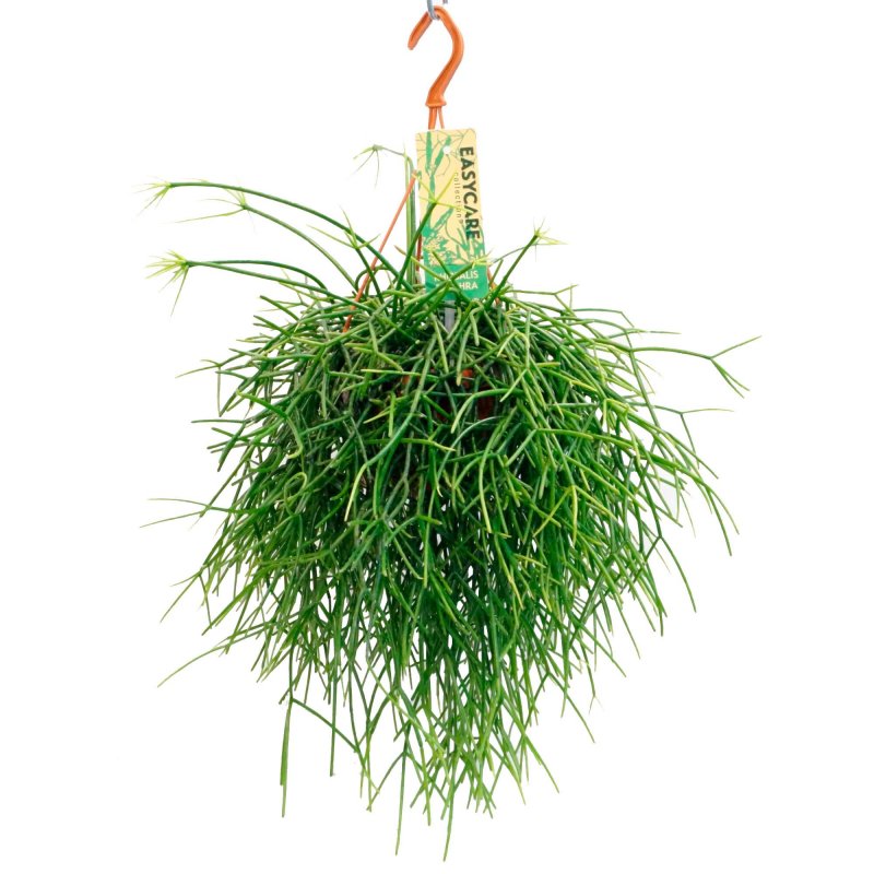 Rhipsalis grandiflora