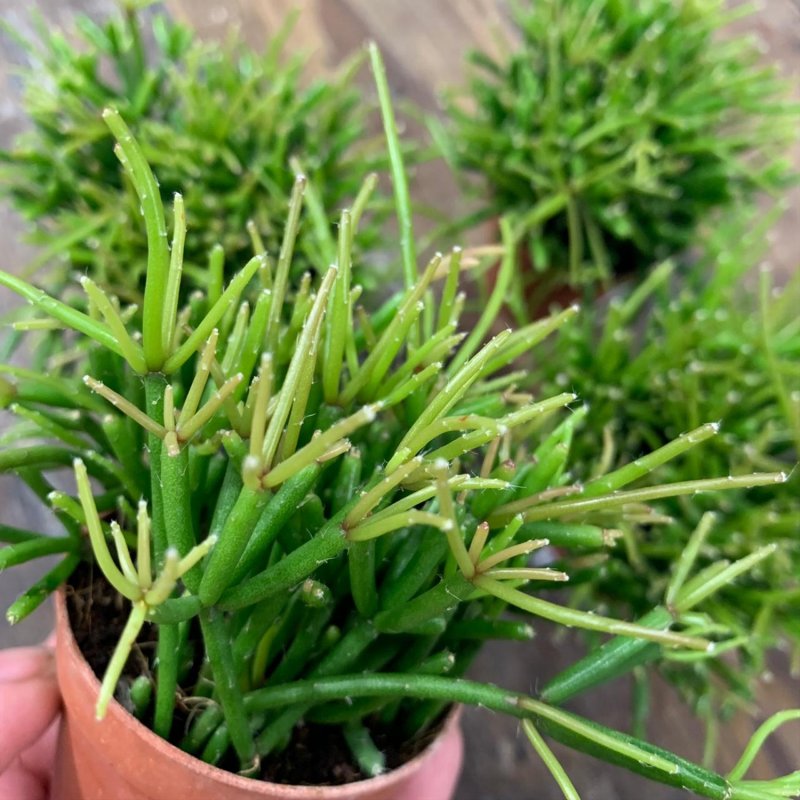 Rhipsalis baccifera