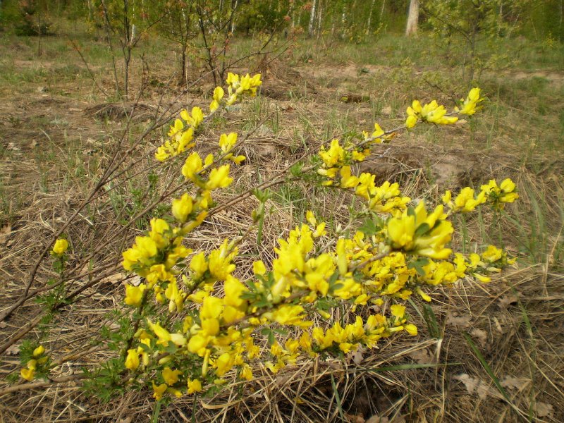 Ракитник русский