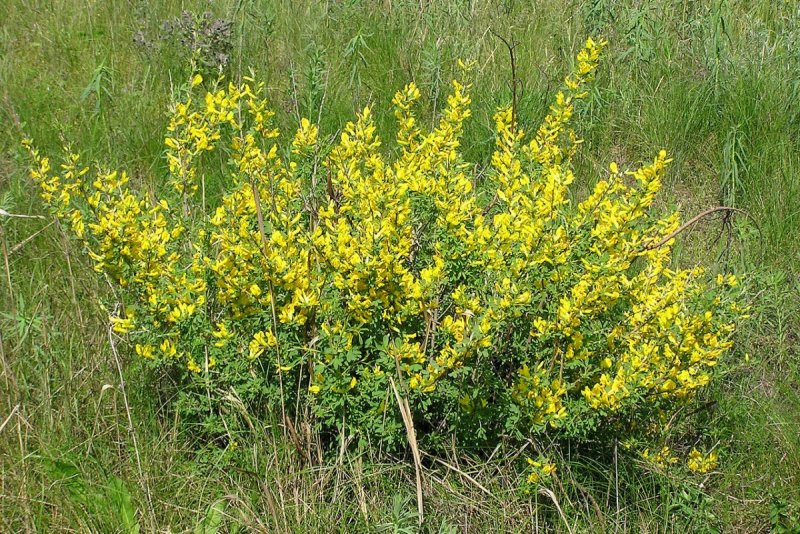 Ракитник русский (Chamaecytisus ruthenicus)