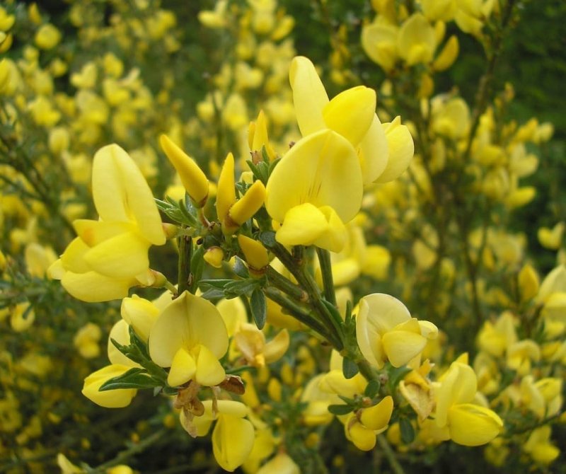 Ракитник praecox ALLGOLD