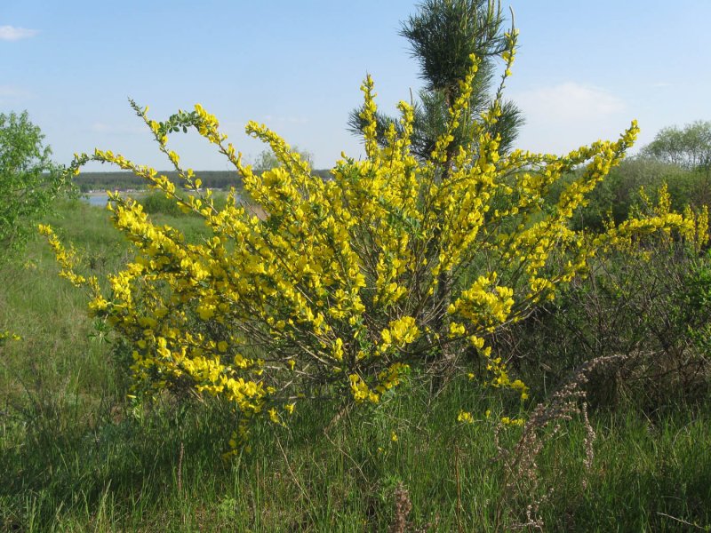 Ракитник куст