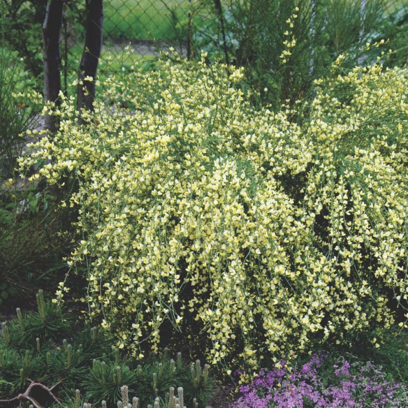Ракитник кьюсский