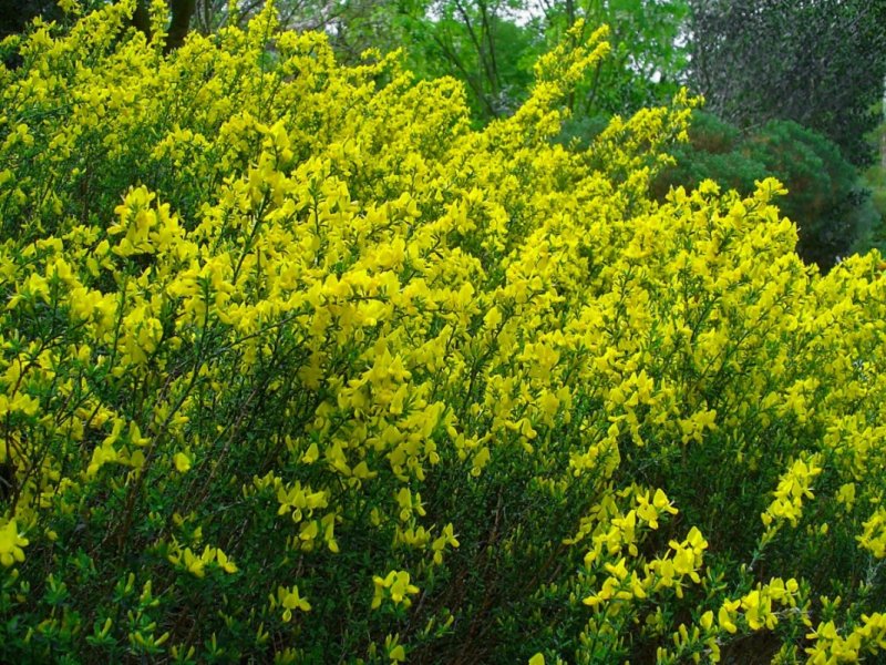 Ракитник куст