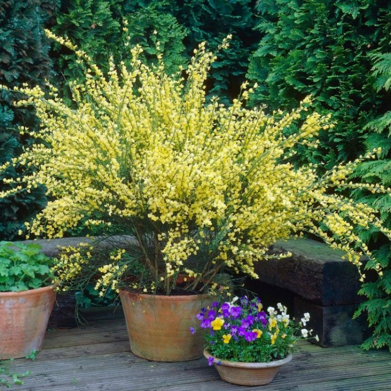 Ракитник ранний "ALLGOLD"