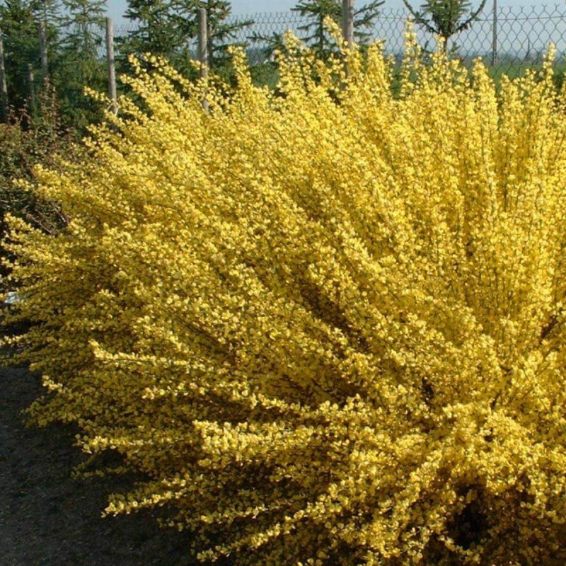 Ракитник ранний "ALLGOLD"