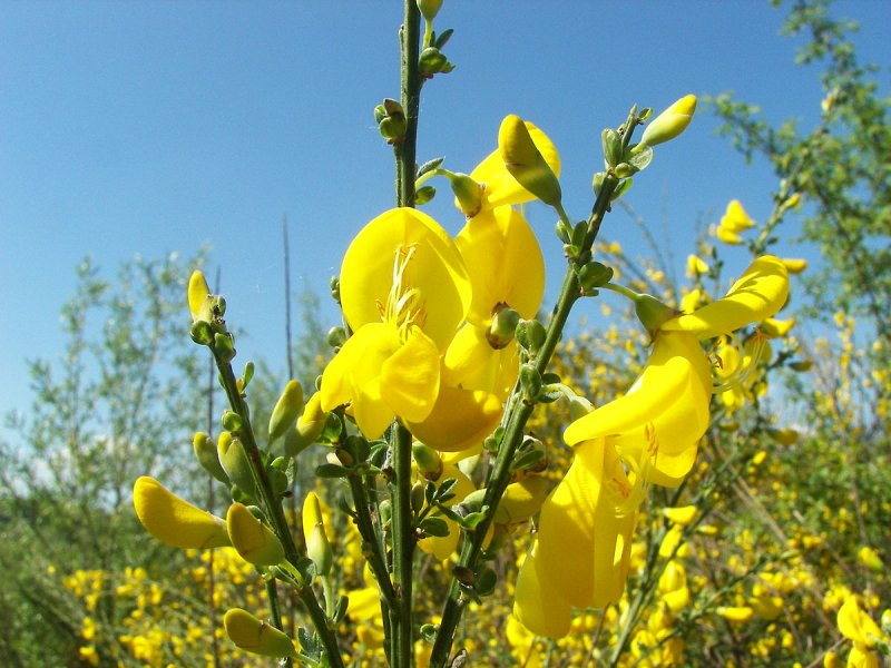 Cytisus elongatus
