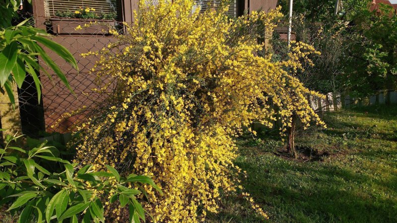 Альпийский ракитник