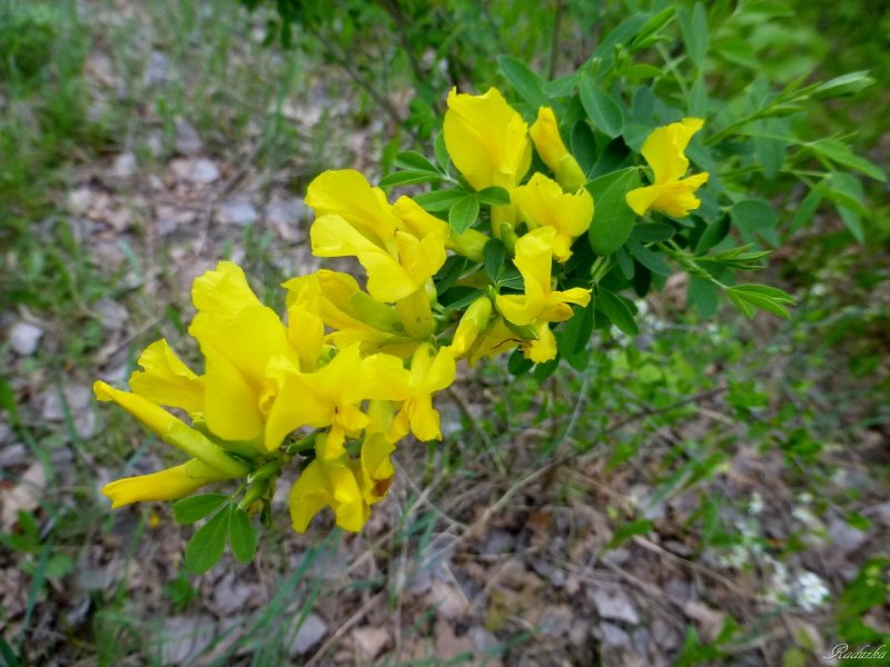Ракитник русский Cytisus ruthenicus