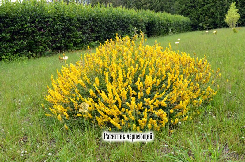 Cytisus nigricans (ракитник чернеющий) 'cyni'