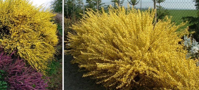 Ракитник praecox ALLGOLD