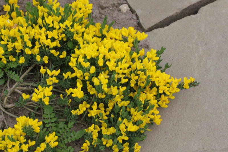 Ракитник стелющийся (Cytisus decumbens)