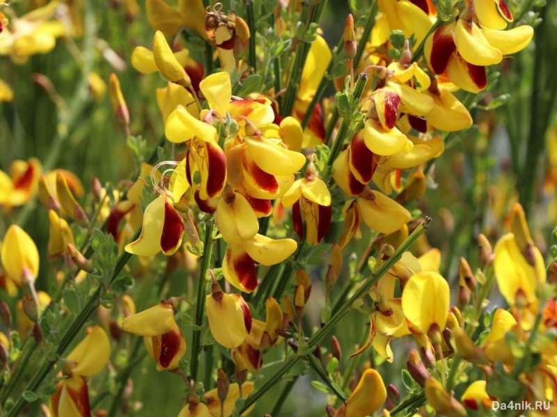 Ракитник Cytisus Lena
