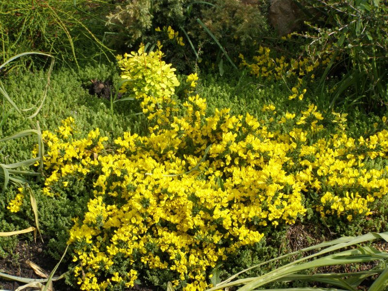 Ракитник стелющийся (Cytisus decumbens)