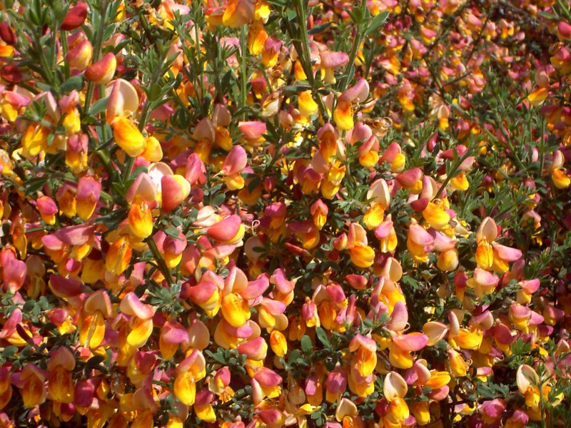 Ракитник стелющийся (Cytisus decumbens)