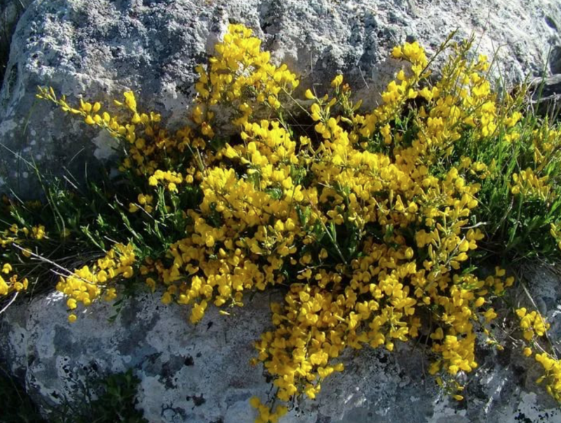 Ракитник стелющийся (Cytisus decumbens)