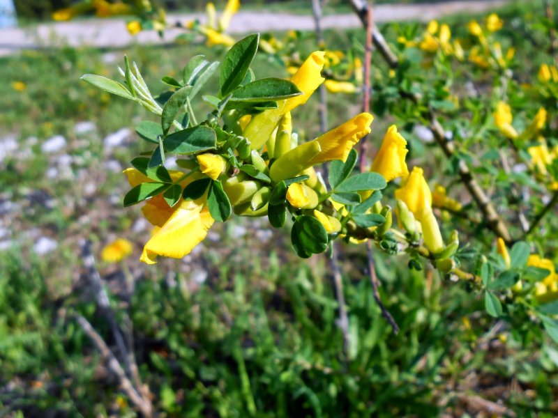 Ракитник русский Cytisus ruthenicus
