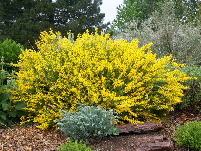 Ракитник ранний "ALLGOLD"