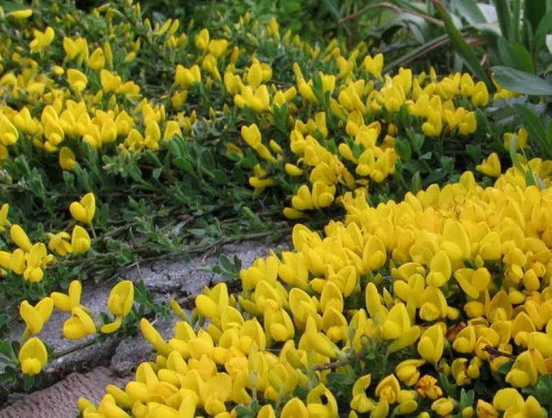 Ракитник стелющийся (Cytisus decumbens)