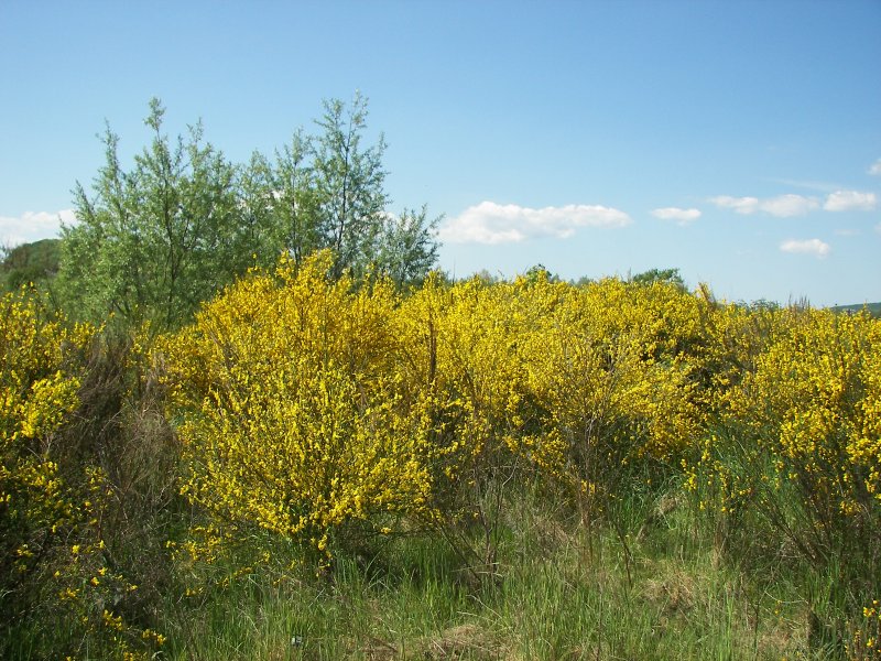 Ракитник венечный