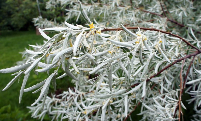 Лох серебристый (Elaeagnus commutata)