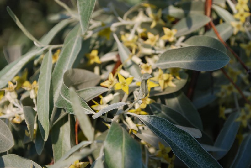 Лох серебристый (Elaeagnus commutata)