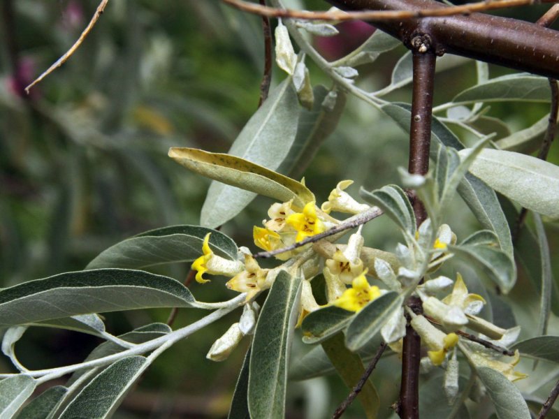 Лох серебристый (Elaeagnus commutata)