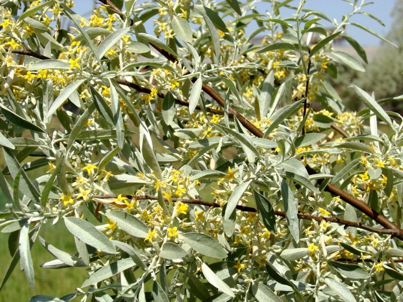 Лох серебристый (Elaeagnus argentea)