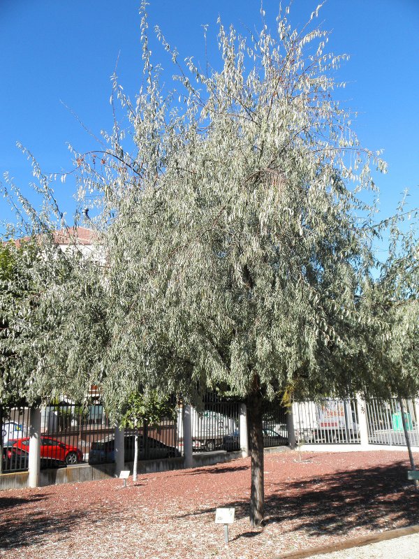 Elaeagnus commutata 'Zempin'