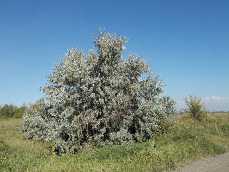 #Лох зонтичный куст