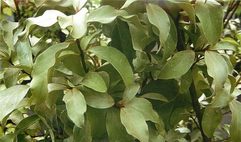 Лох серебристый (Elaeagnus commutata)