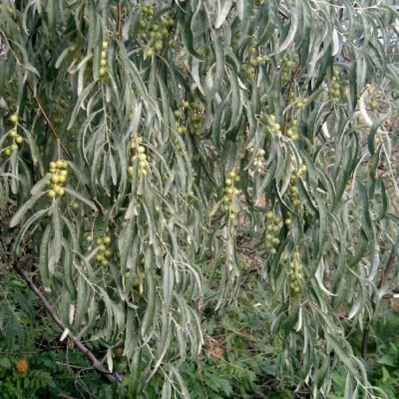 Лох серебристый (Elaeagnus argentea)
