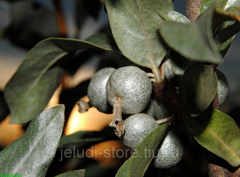Elaeagnus argentea