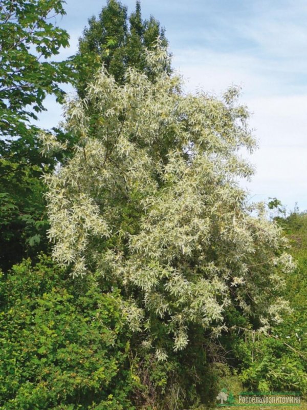 Elaeagnus commutata плод