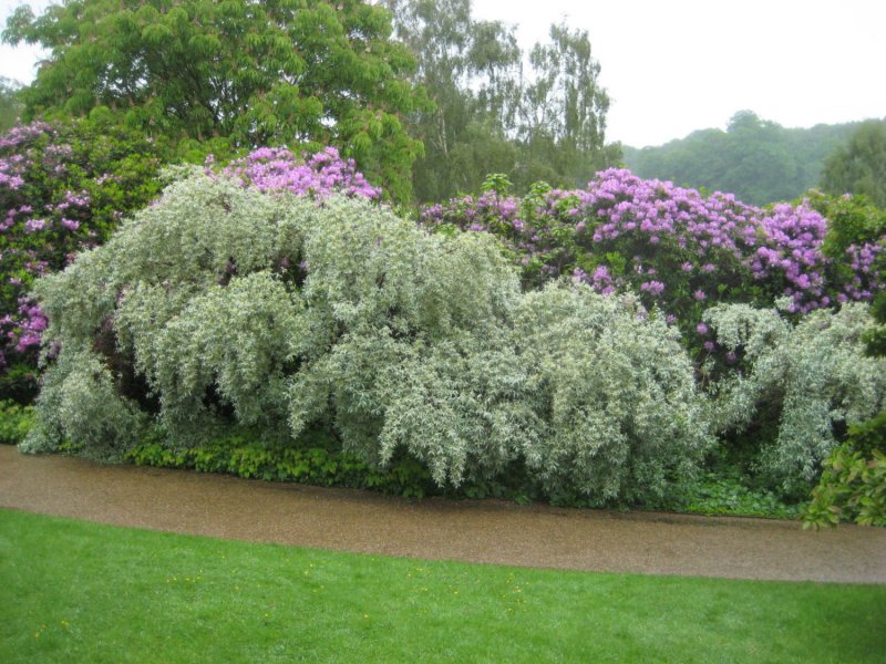 Лох серебристый (Elaeagnus argentea)