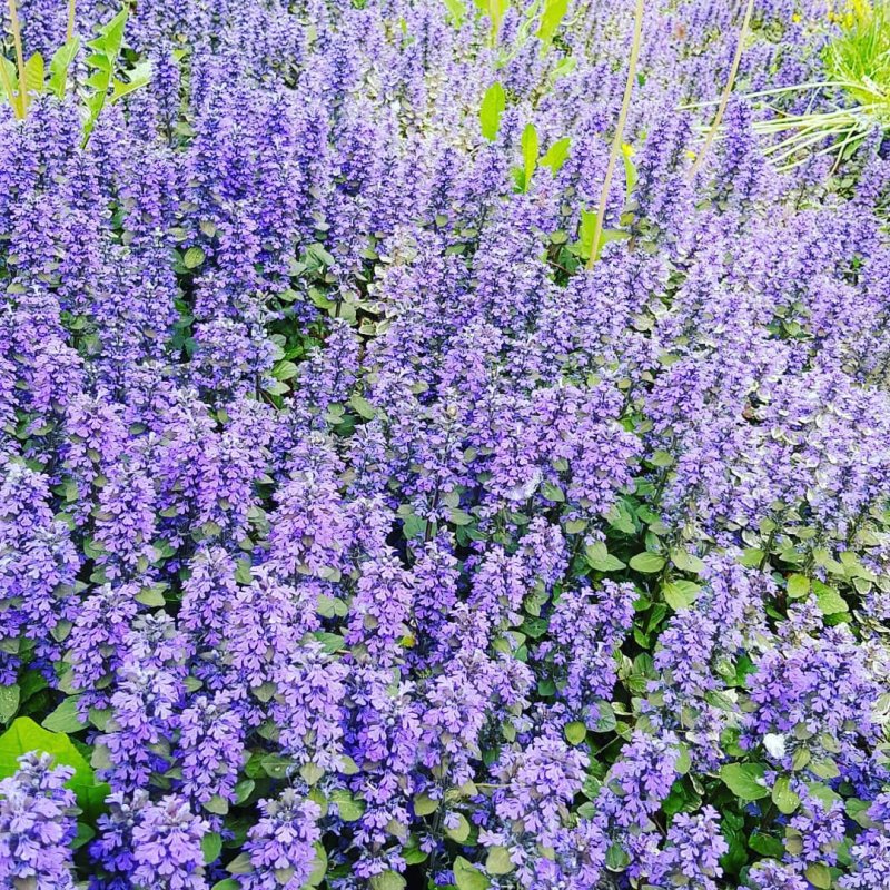 Котовник розовая пантера