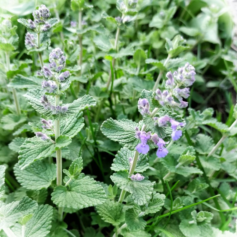 Котовник Фассена (Nepeta faassenii)