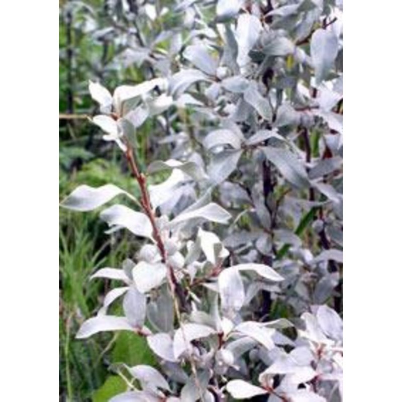Лох серебристый кустарник