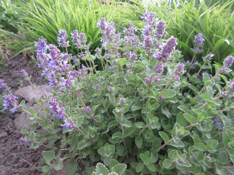 Котовник кистевидный Nepeta racemosa