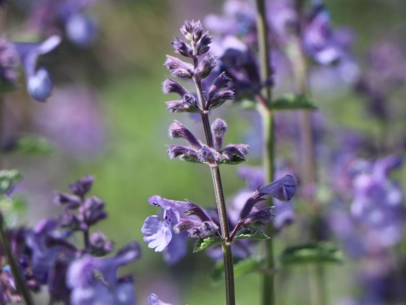 Котовник Nepeta faassenii Six Hills giant Gold