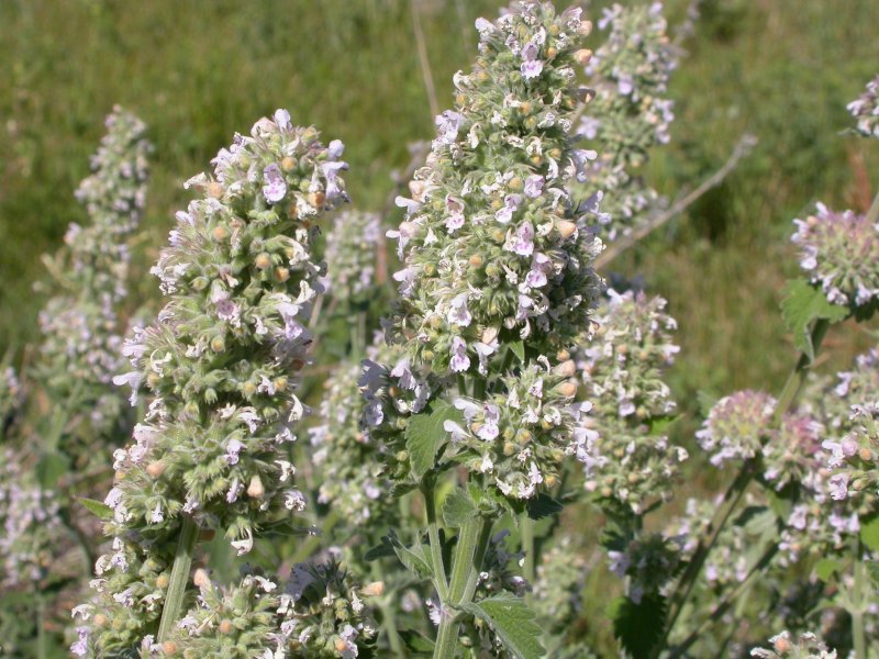 Котовник кошачий (Nepeta cataria)