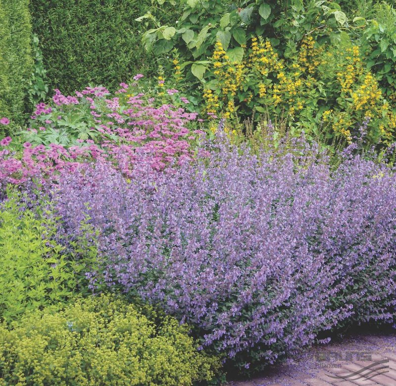 Котовник Фассена (Nepeta faassenii)