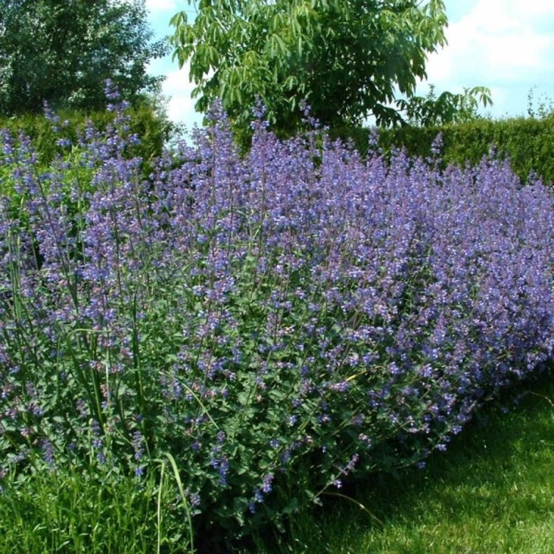 Трава котовник кошачий