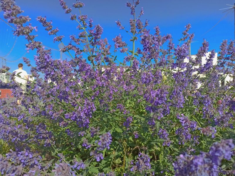 Котовник Nepeta nervosa Neptune