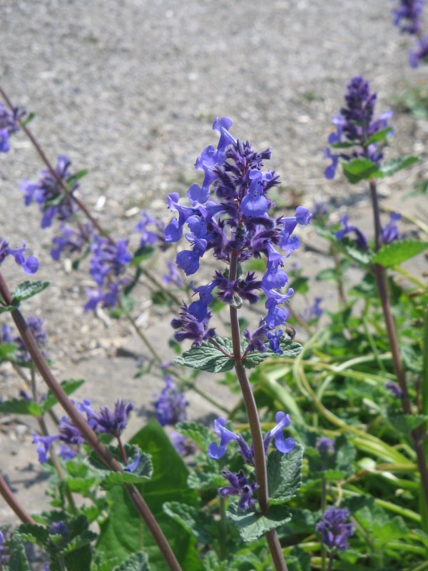 Nepeta sibirica