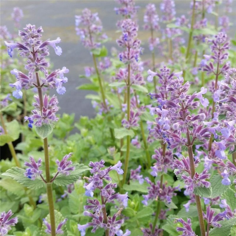 Котовник Nepeta grandiflora