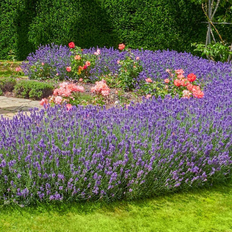 Котовник Муссини (Nepeta mussinij)