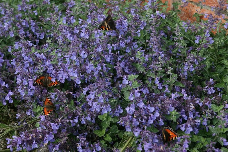 Котовник Nepeta grandiflora Dawn to Dusk