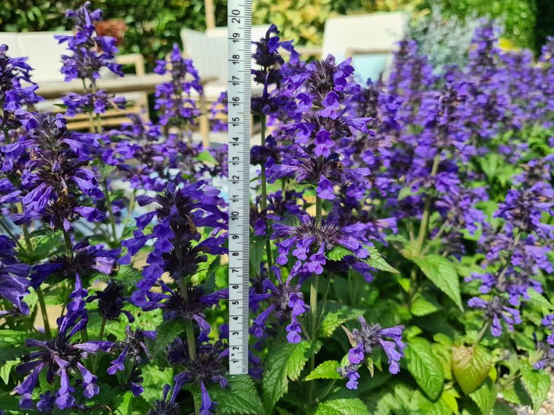 Nepeta х faassenii 'Walker's Low'