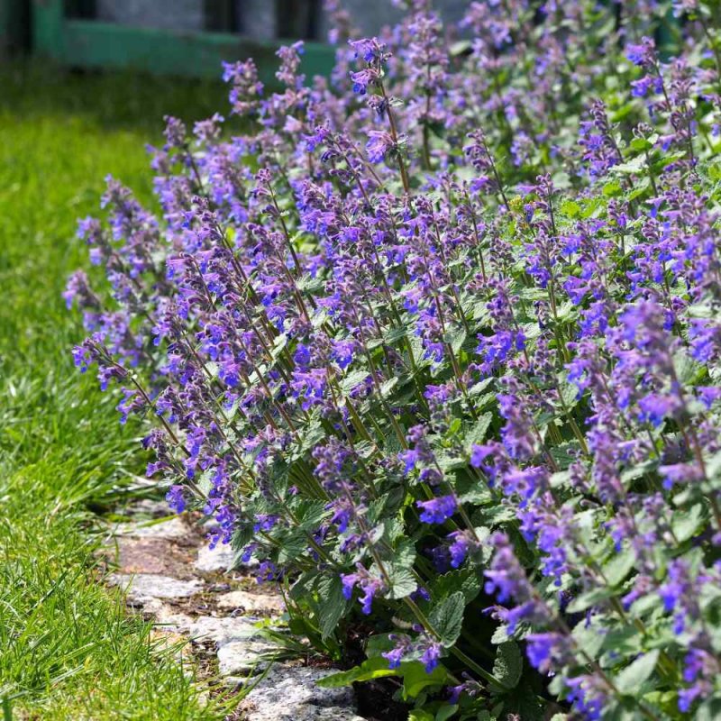 Котовник Фассена (Nepeta faassenii)